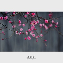 dailyPhoto36