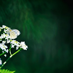 dailyPhoto13