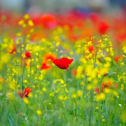 dailyPhoto8