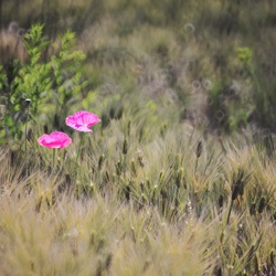 dailyPhoto21