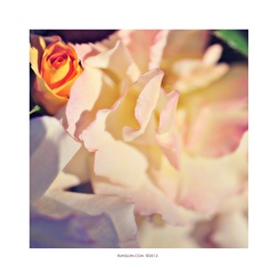 dailyPhoto38