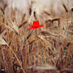 dailyPhoto36