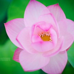 dailyPhoto36