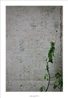dailyPhoto9
