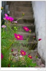 dailyPhoto13