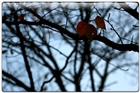 dailyPhoto36
