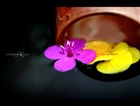 dailyPhoto35