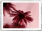 dailyPhoto33