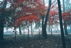 dailyPhoto31