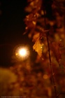 dailyPhoto35