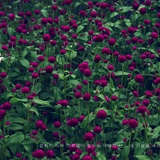 dailyPhoto18