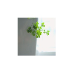 dailyPhoto21