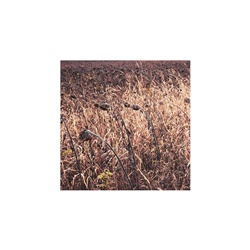 dailyPhoto6