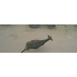 dailyPhoto21