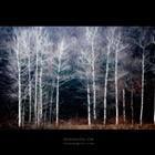 dailyPhoto8