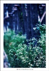 dailyPhoto25
