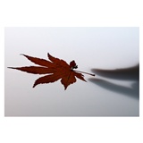 dailyPhoto36