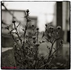 dailyPhoto31