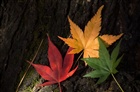 dailyPhoto14