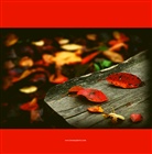 dailyPhoto20