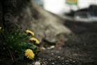 dailyPhoto15