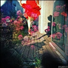 dailyPhoto5