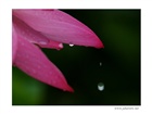 dailyPhoto36