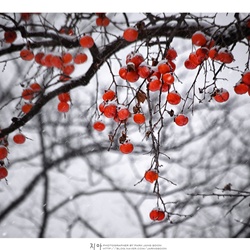 dailyPhoto36