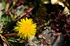 dailyPhoto39