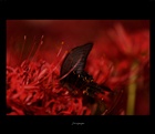 dailyPhoto26