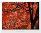 dailyPhoto11