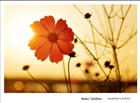 dailyPhoto7