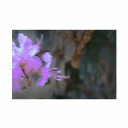 dailyPhoto35
