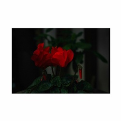 dailyPhoto40