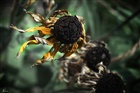 dailyPhoto6