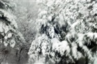 dailyPhoto12