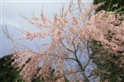 dailyPhoto21