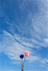 dailyPhoto13