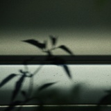 dailyPhoto40