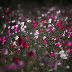 dailyPhoto24