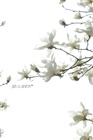 dailyPhoto39
