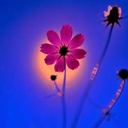 dailyPhoto32