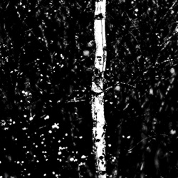 dailyPhoto9