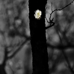 dailyPhoto16
