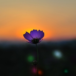 dailyPhoto4