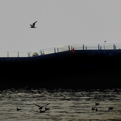 dailyPhoto22