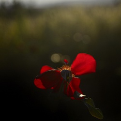 dailyPhoto1