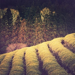 dailyPhoto29