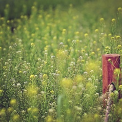 dailyPhoto39