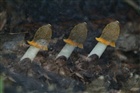 dailyPhoto19